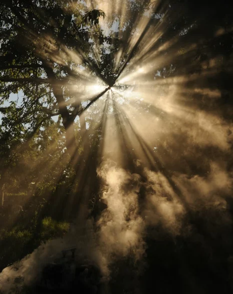 Light shinning through trees